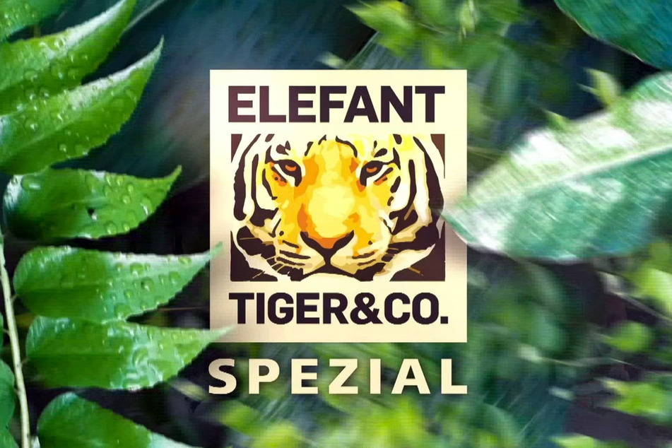 Am Freitag um 20.15 Uhr könnt Ihr die gesamte Folge "Elefant, Tiger &amp; Co." im MDR sehen.