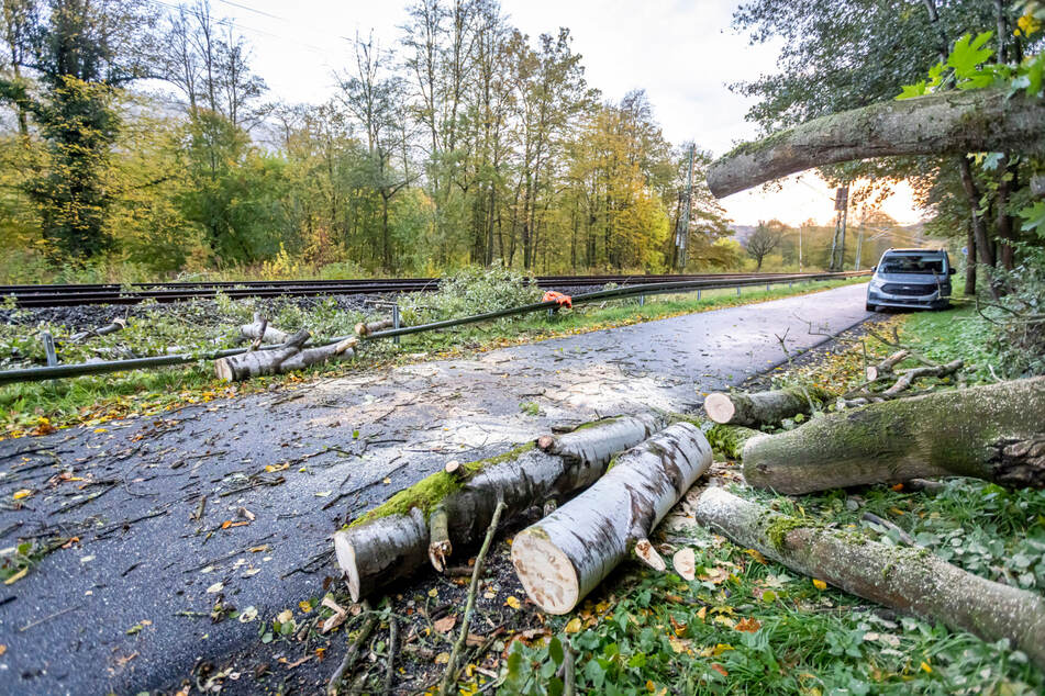 Ein umgestürzter Baum im Gleisbereich musste beseitigt werden.