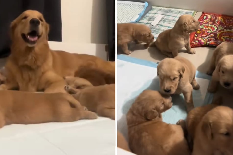 In July, Jessie the Golden Retriever dog became a proud mother of seven precious puppies.