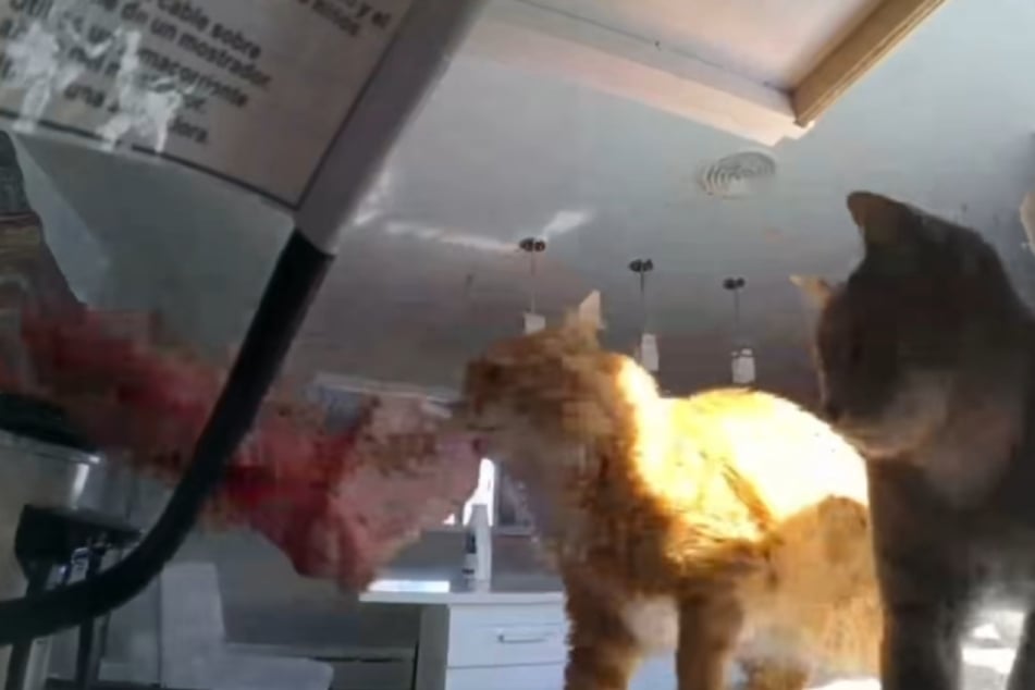 Kocour Rio si chytí velký kus hovězího masa.