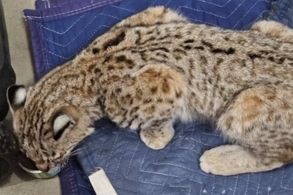 Tatsächlich handelte es sich bei dem Tier aber um ein wildes Luchs-Junges.