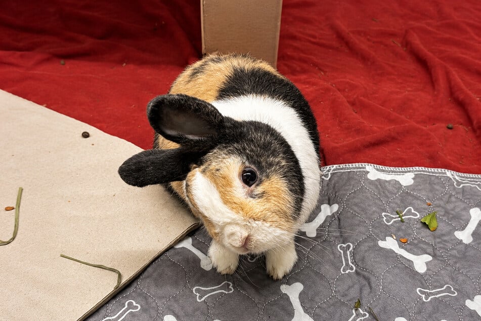 Kaninchen Bilbo möchte seinen Lebensabend gerne mit einem Artgenossen teilen.