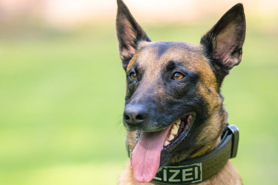 Mithilfe der Polizeihunde "Taicon" und "Jax" kamen die Beamten dem 27-Jährigen trotz seines kreativen Verstecks auf die Spur. (Symbolbild)