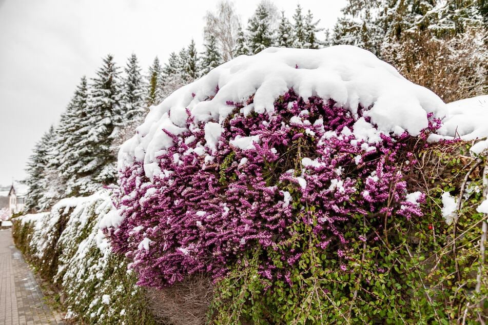 Die Schneeheide sorgt für farbige Akzente im winterlichen Garten.