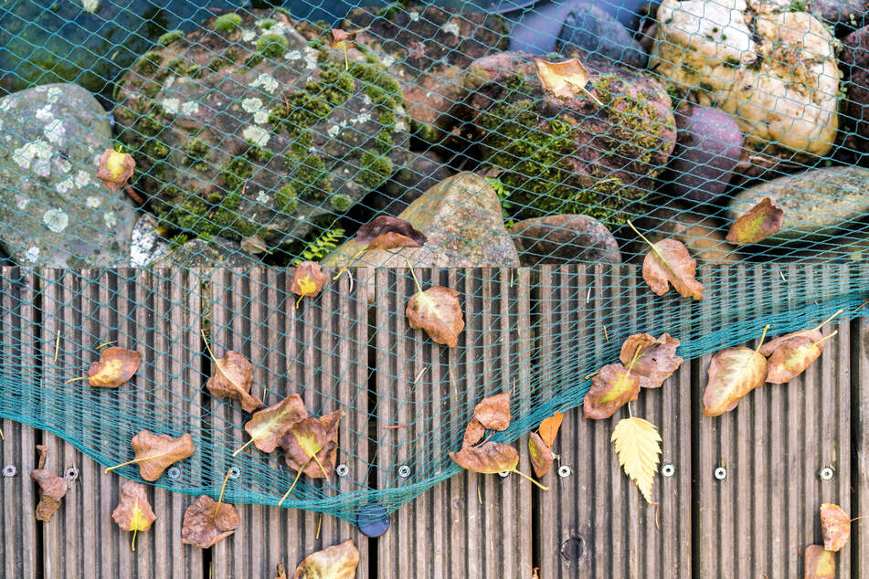 Wer seinen Gartenteich im Herbst mit einem Netz abdeckt, schützt diesen vor Laub.
