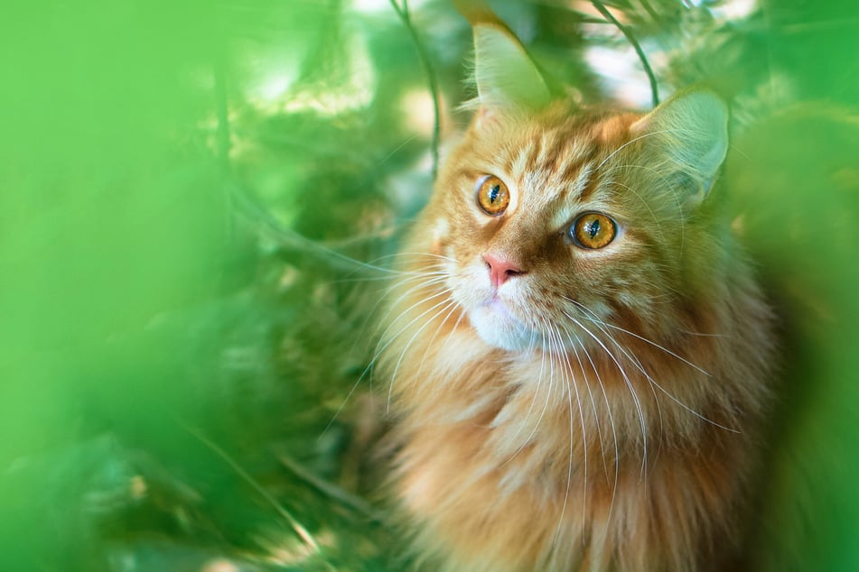Some of the biggest cat breeds in the world are the sweetest and happiest.