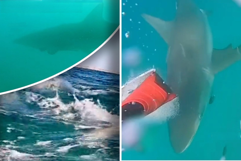 Taucher wird von Hai angegriffen und filmt alles: "Die intensivste Begegnung, die ich je hatte"