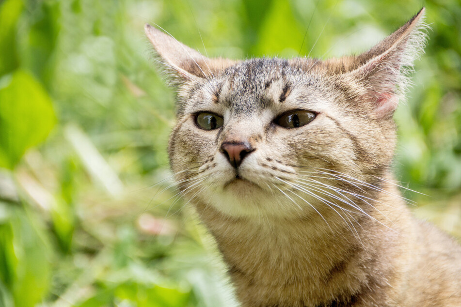 Möglicherweise können Katzen mit ihren Schnurrhaaren kleinste Schwingen der Erde wahrnehmen - und damit etwa Vulkanausbrüche "spüren".