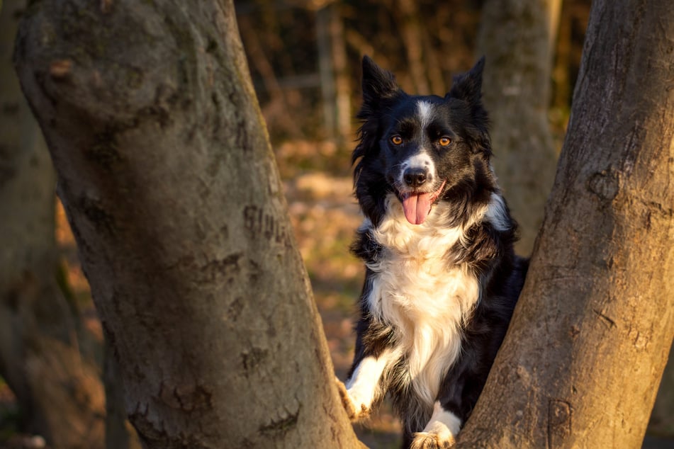 In Radeberg war am Mittwoch eine Border-Collie-Hündin als vermisst gemeldet worden. (Symbolfoto)