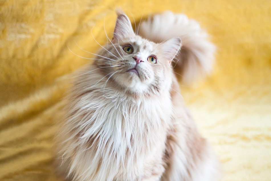 Maine coons are some of the biggest, fluffiest, and cutest cats in the world.