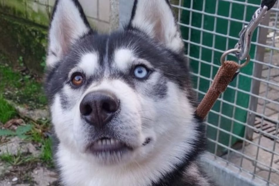 Husky Win verlor seine Besitzerin, nun lebt der Junghund im Tierheim Köln-Dellbrück.