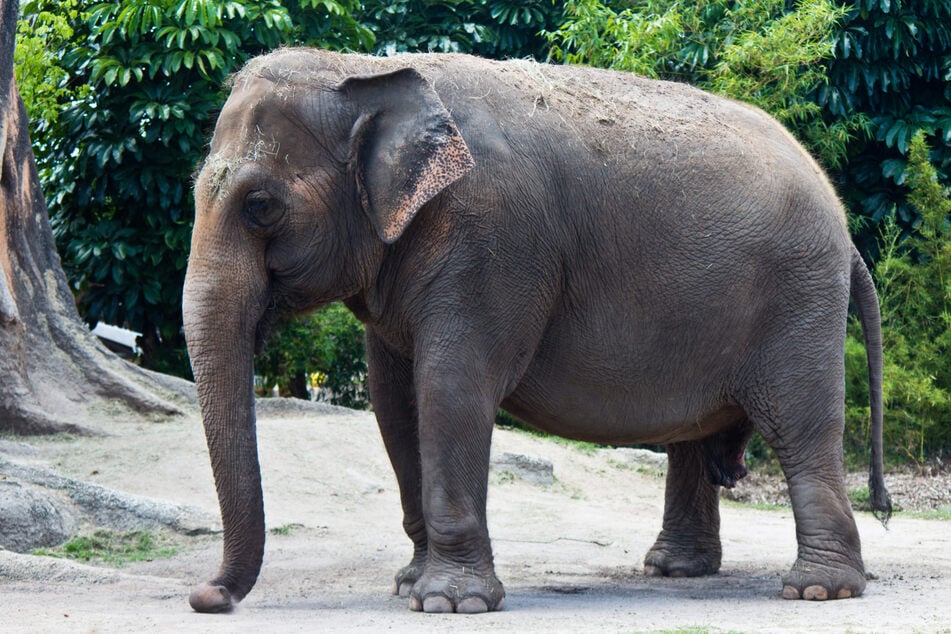 Ein Asiatischer Elefant soll das Mammut-Kalb eines Tages austragen. Doch es gibt noch Probleme.