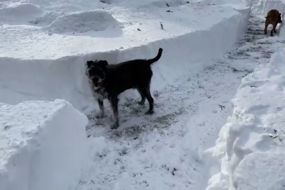 Overnight, the Hughes' entire backyard was covered in deep snow!