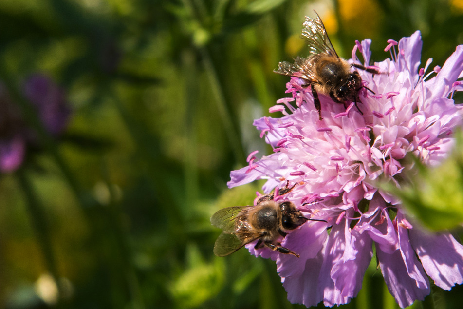 Kaum ein Tier ist nützlicher: Wahnsinn, was wir den Bienen alles verdanken!