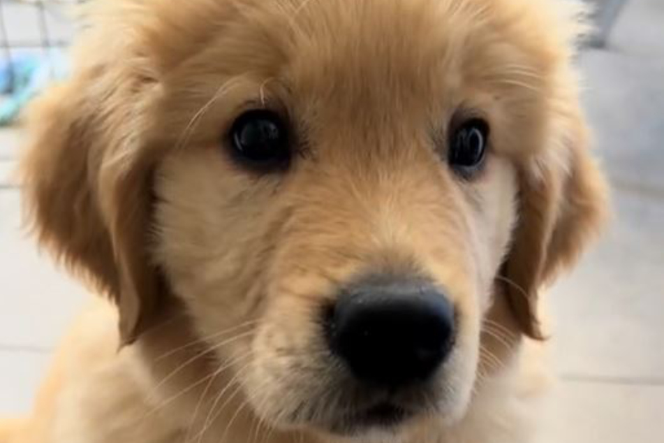 This golden retriever puppy named Barkley has all the right stuff to become a real star on TikTok.