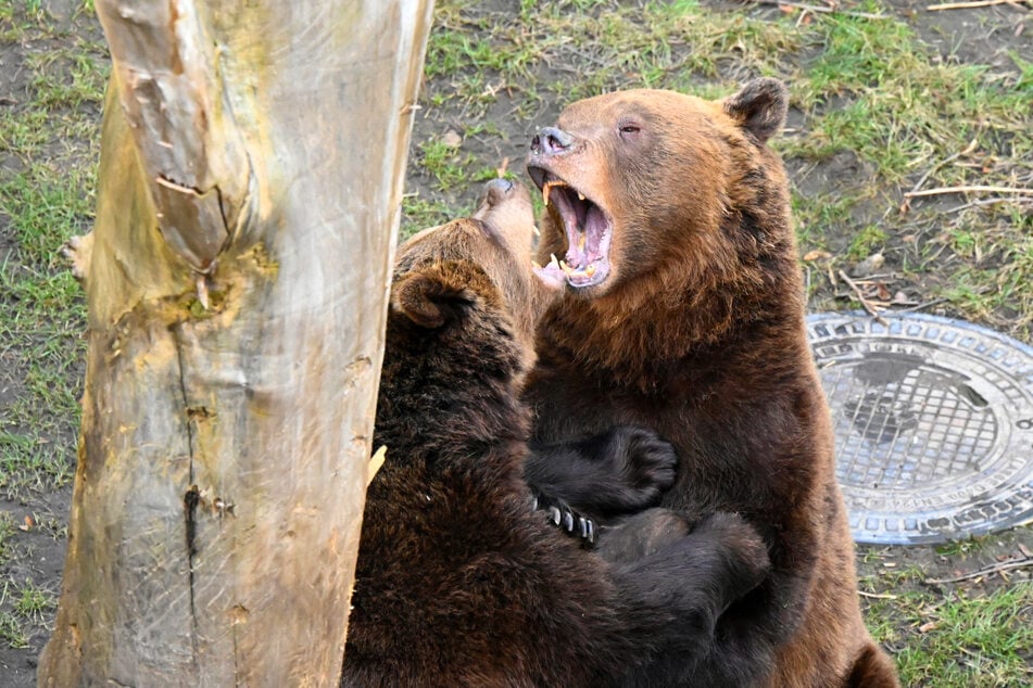 Noch ganz kleine Augen von der Winterruhe, aber Zähne zeigen können die Torgauer Bären Bea und Benno trotzdem.