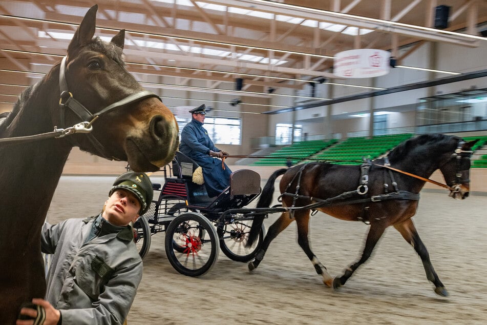 Dresden: Dieses Wochenende: Moritzburg zeigt seine Elite-Hengste