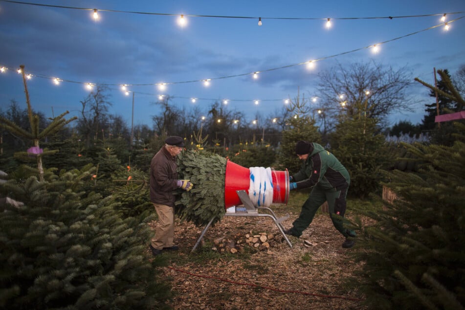 Die Preise für Weihnachtsbäume steigen schon seit Jahren.
