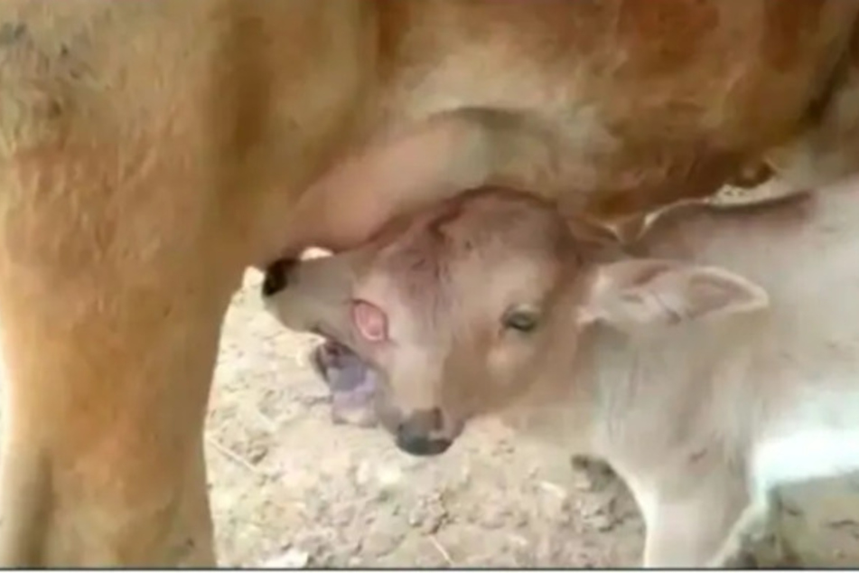 Das besondere Kalb hat wegen seiner zwei Schnauzen Probleme damit, Muttermilch zu trinken.