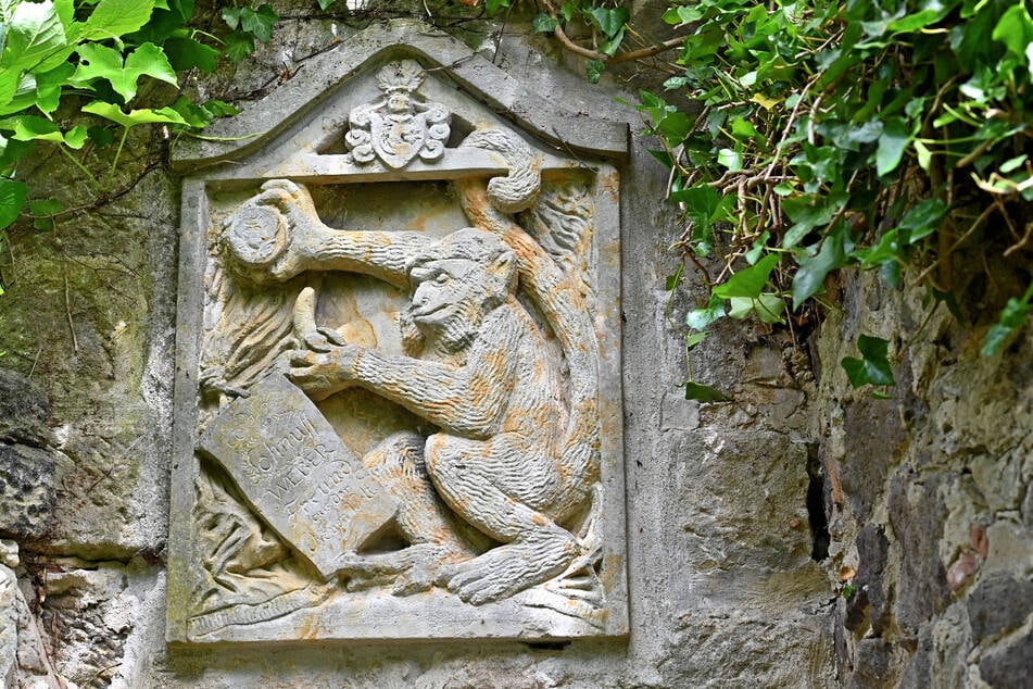 Dieses Relief an der Kirchenmauer in Hosterwitz gedenkt "Schnuff", Webers Kapuzineräffchen.