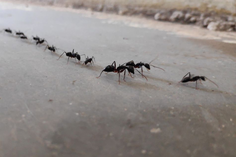 Phänomen: Ameisen, eigentlich Freiland-Insekten, ziehen sich zunehmend in die Fassadendämmungen zurück - scharenweise.