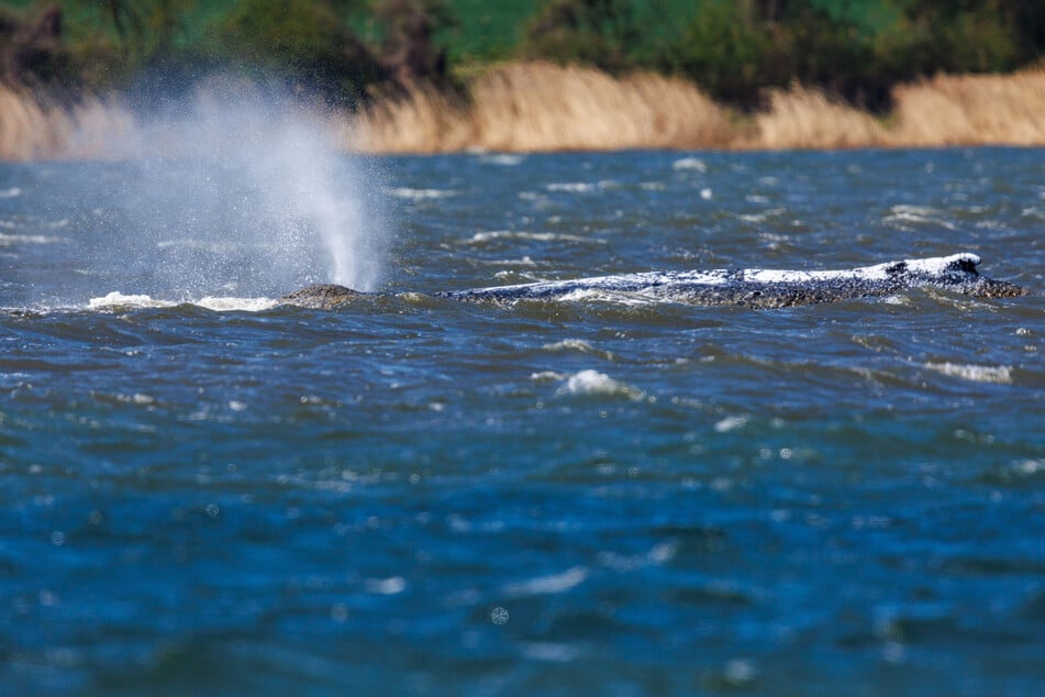 Der bei Wismar gestrandeten Buckelwal hatte sich am Montagmorgen freigeschwommen und hat sich mehrere Kilometer bewegt.