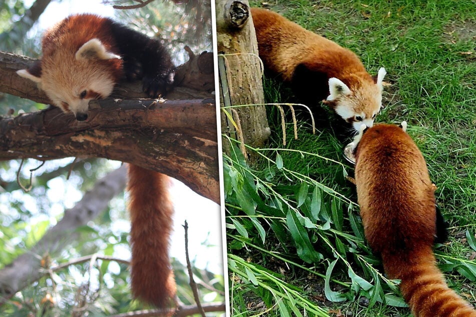 So wird diesen knuddeligen Zoobewohnern der Sommer versüßt