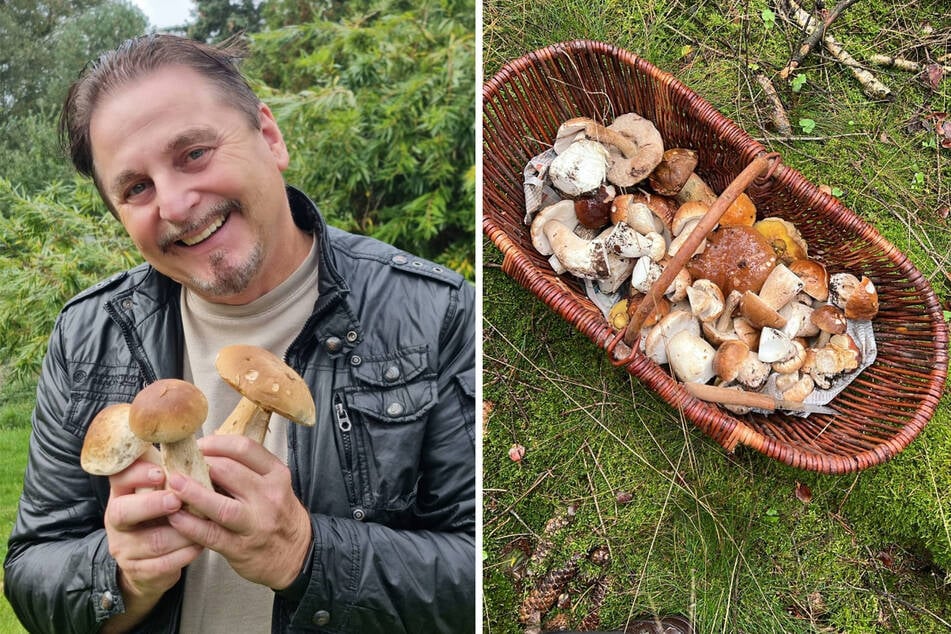 Vox-Star Uwe Herrmann (62) zeigt drei knackige Steinpilze. Sein Korb hat sich schnell gefüllt.