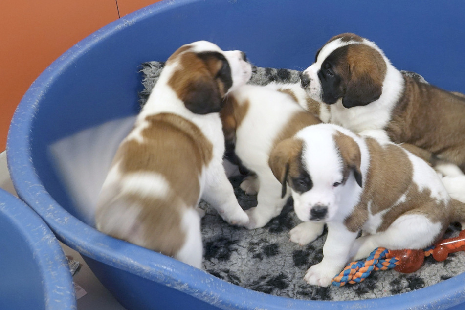 Die Polizei entdeckte in einem Haus in Detmold Hundewelpen, die nicht artgerecht gehalten wurden. (Symbolbild)