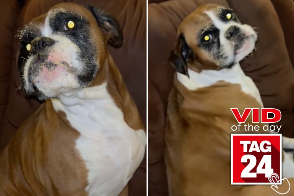 This dog on TikTok was caught living her best (and sweetest) life!