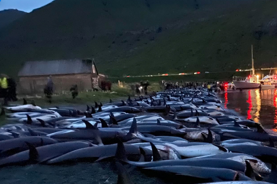 Dolphin massacre in Faroe Islands horrifies locals and scandalizes conservationists