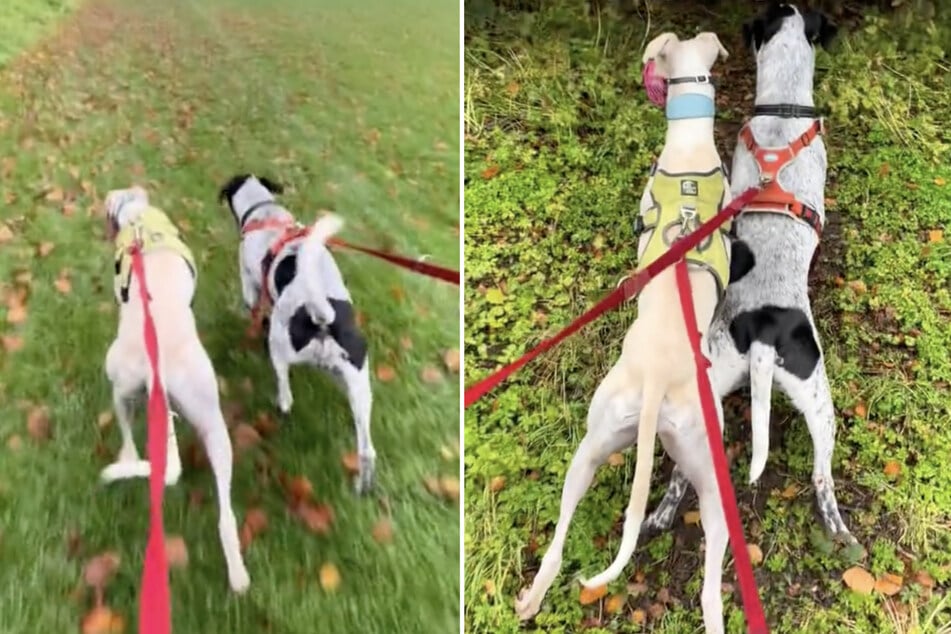 Die Tierheim-Mitarbeiter geben sich die größte Mühe, dass der Vierbeiner in seinem Alltag ein paar Lichtblicke hat - so wie beim Spaziergang mit einem Hundefreund.