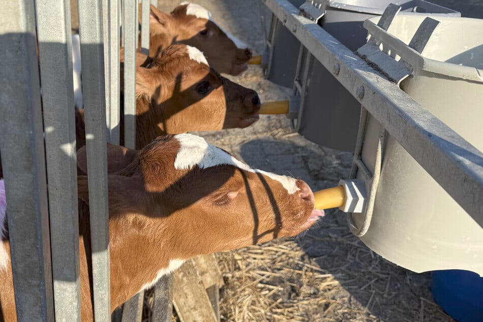 Trojčata byla zpočátku krmena jen z lahve a nyní pijí z kbelíků.