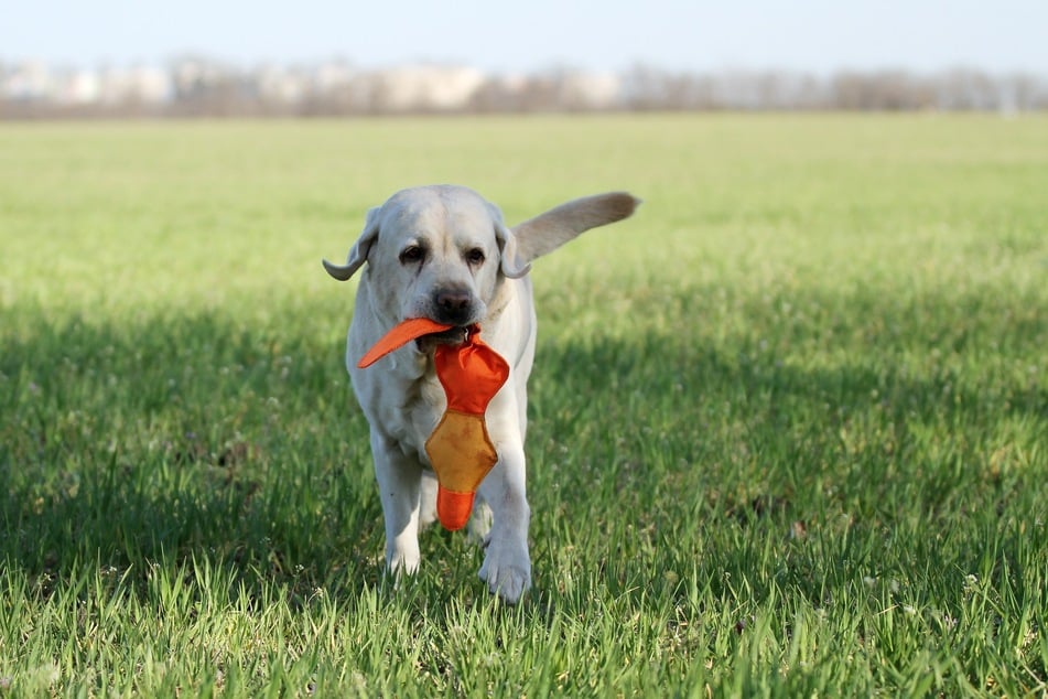 Futterbeutel können Hunde zum Spielen motivieren.