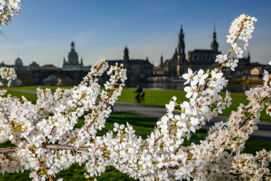 Sowohl in Dresden als auch im restlichen Freistaat wartet bestes Frühlingswetter auf die Menschen.