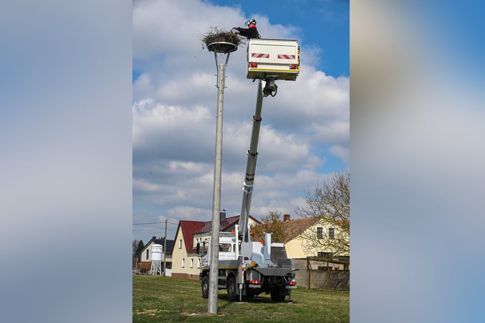 An anderer Stelle wurde das Nest wieder aufgebaut - ob Gustav es annimmt, wird sich zeigen.