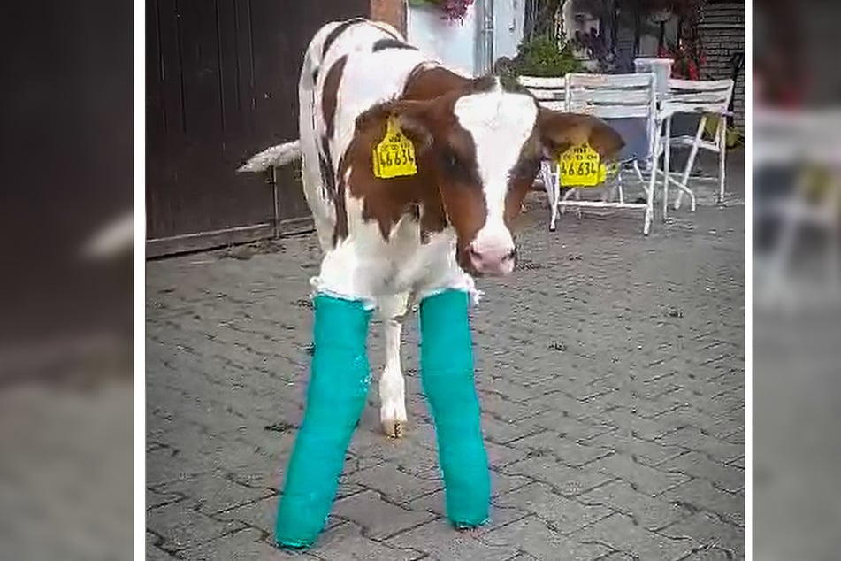 Als Kalb musste Hugo operiert werden.
