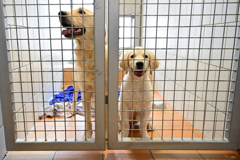 Ein Hund aus dem Tierheim? - Eine neue Broschüre des Sozialministeriums fasst zusammen, was dabei wichtig ist.