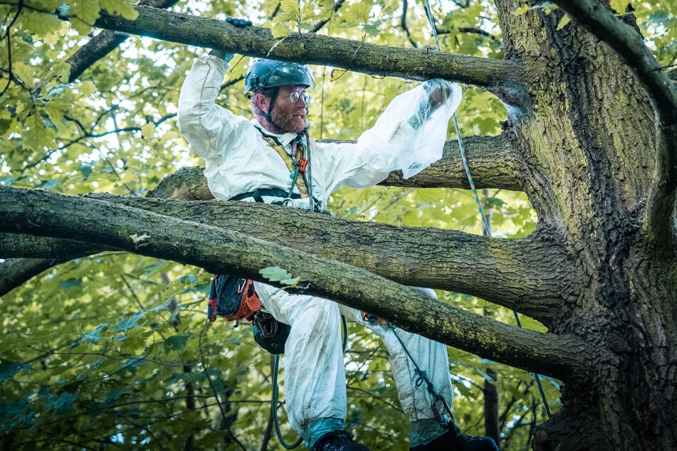 Baumpfleger Olaf Harzer (53) bei der Arbeit.