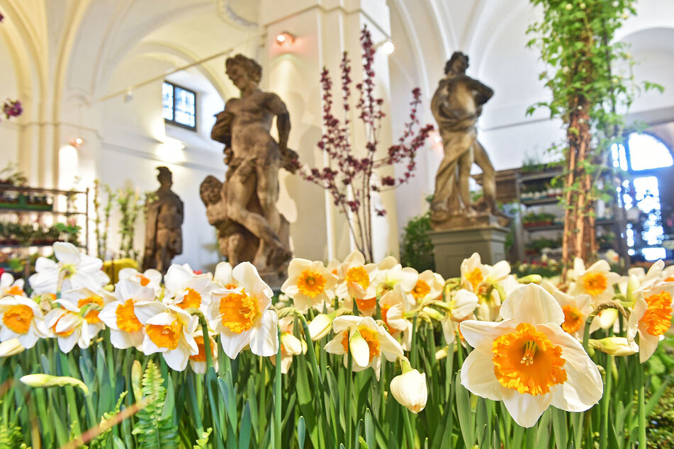 Die Blumenschau im Palais im Großen Garten beginnt am 3. März.