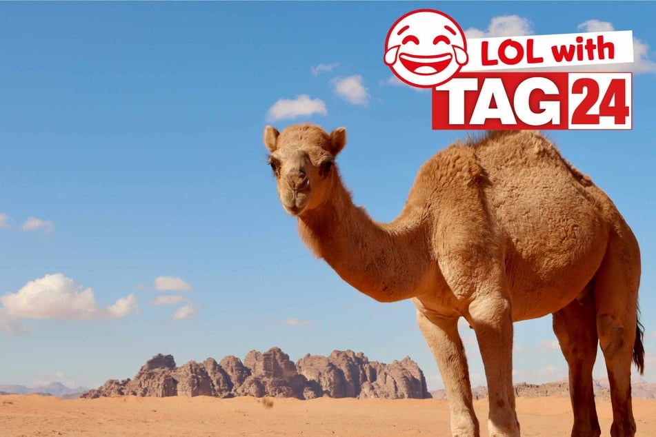 Joke of the Day for December 9, 2025: An amimal funny.