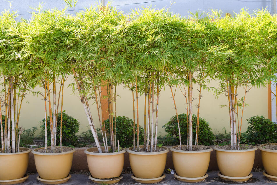 Bambus in Kübeln lässt sich transportieren und zum Überwintern an einen geschützten Platz stellen.