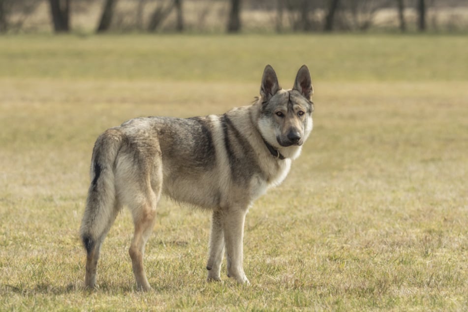 The Czechoslovakian Wolfhound looks very similar to a wolf.