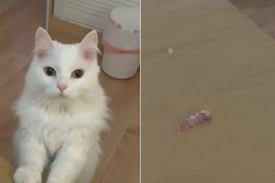 Nach einer Trockenfutter-Lieferung brachte die Samtpfote am nächsten Tag einen etwas ekeligeren Snack: ein totes Mäusebaby.