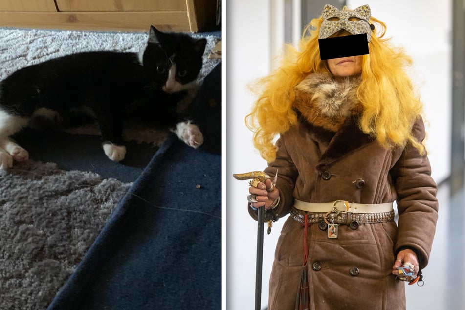 Katzen-Klau in Prohlis landet vor Gericht: 65-Jährige hat Mauzi entführt!