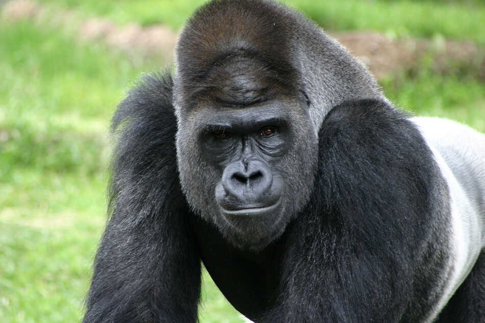 Gorillas spent less time alone, but also showed less resting behavior, according to the study (stock image).