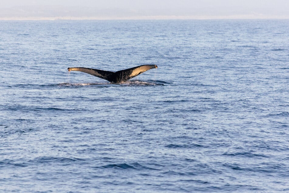 Antarctic blue whale populations could be increasing, according to scientists.