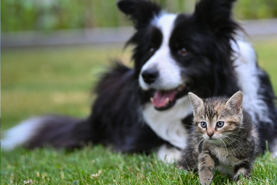 Tierschützer warnen: Hund, Katze und Co. sind keine Geschenke für Weihnachten