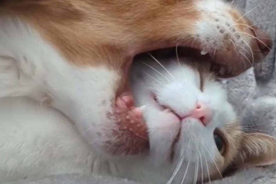 Cat's Zen-like patience in dealing with disruptive dog makes TikTok roar with laughter
