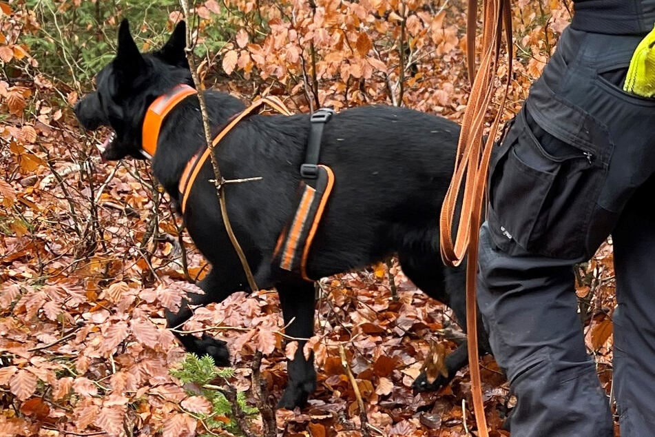 Bei der erneuten Spurensuche im Hunsrück kamen auch Leichenspürhunde zum Einsatz.